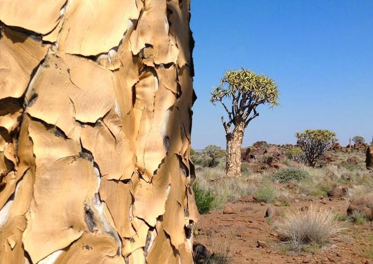 Quiver trees in Namibia